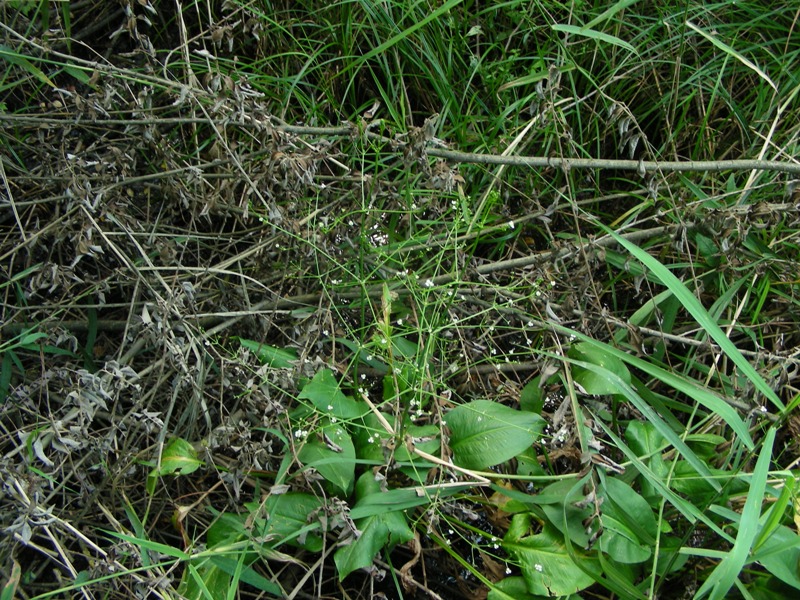 Alisma plantago-aquatica